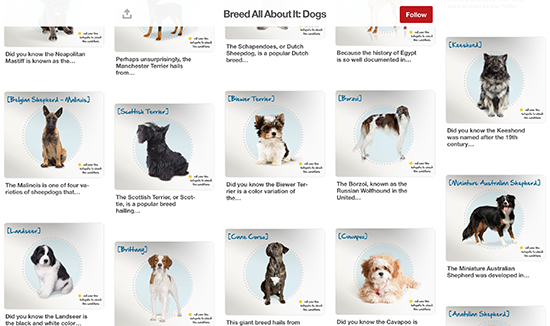 Petplan Pinterest Board