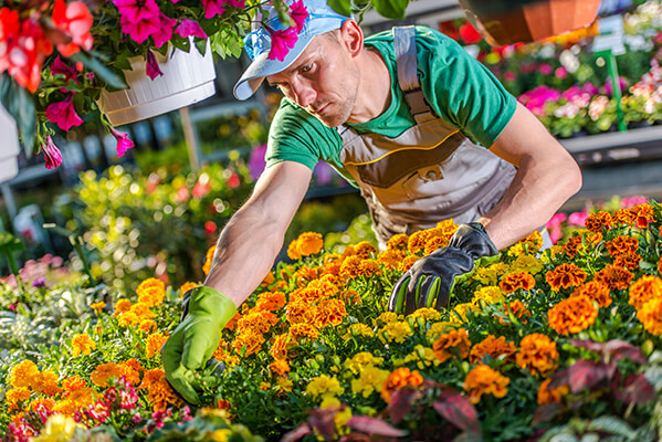 Becoming a wholesale merchant - florist